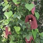 Aristolochia littoralis Blatt