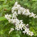 Ligustrum sinenseBlüte