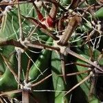 Ferocactus herrerae Foglia