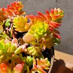 Sedum kimnachii List