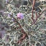 Juniperus turbinata Lehti