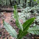 Talisia carinata Лист