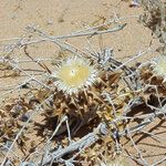 Atractylis babelii Corteza