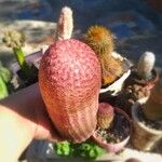 Echinocereus rigidissimus 叶