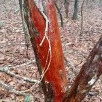 Vaccinium arboreum Bark