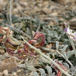 Astragalus layneae Hábito