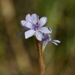 Pontederia diversifolia Flower