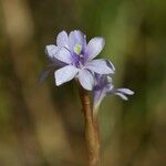 Pontederia diversifolia Blomst