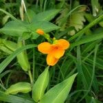 Psiguria pedata Flor