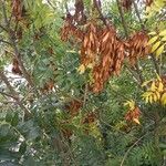 Fraxinus excelsior 其他