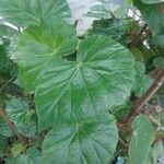 Begonia minor Leaf