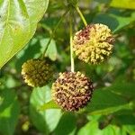 Cephalanthus occidentalis Fruit