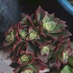 Aeonium haworthiiLiść