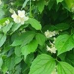 Philadelphus pubescens 叶