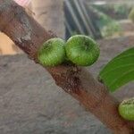 Ficus hispida Fruit