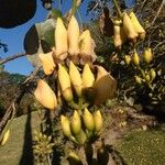 Erythrina fusca Blomma