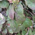 Antennaria solitaria Leaf