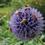 Echinops bannaticus花