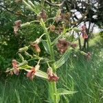 Hesperis tristis Flor