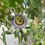 Passiflora caeruleaFlor