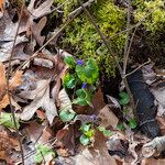 Viola cucullata Leaf