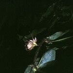 Hirtella physophora Hábito