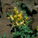 Corydalis aurea عادت داشتن