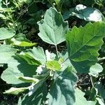 Chenopodium quinoa Leaf