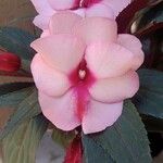 Impatiens wallerianaFlors