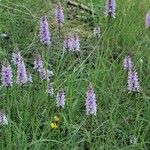 Dactylorhiza fuchsii Хабит