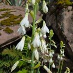 Ornithogalum candicans Flor