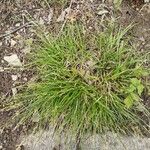 Carex pairae Hostoa