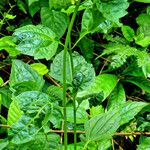 Chromolaena odorata Hoja