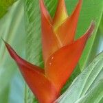 Heliconia caribaea Floare