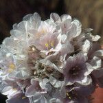 Armeria pungens 花