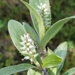 Salix glauca 花