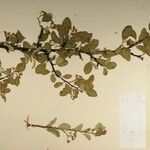 Cotoneaster racemiflorus