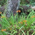 Crocosmia × crocosmiiflora Pokrój