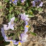 Solanum bonariense Bloem