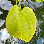 Echinodorus grandiflorus Folha