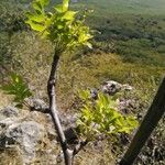 Bursera graveolens Leaf