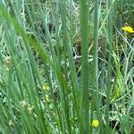 Carex nigra Folha