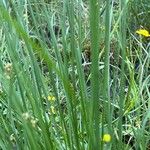 Carex nigra Leaf