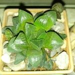 Haworthia retusa Leaf