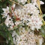 Cuscuta epithymum Çiçek