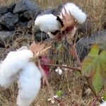 Gossypium hirsutumFruto