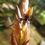 Bulbophyllum schinzianum Цветок