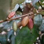 Elaeagnus × submacrophylla Vivejo