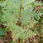 Phacelia tanacetifolia Лист