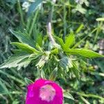 Callirhoe involucrata Flower